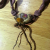 Resin pod with embedded fibers on copper  image.jpg